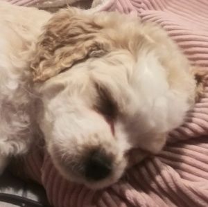 Meet your Posher, Daisy